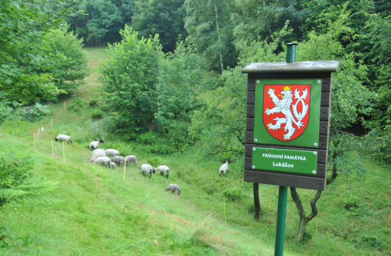 V chráněném území v Lukášově se pasou ovce, krajský úřad louku tímto způsobem udržuje poprvé